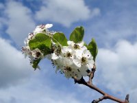 Pear Blossom